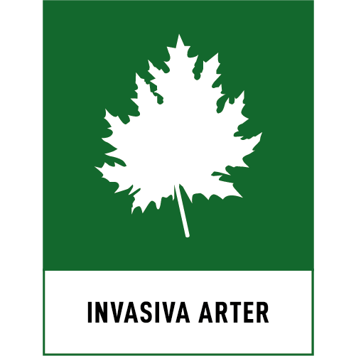 Invasiva arter